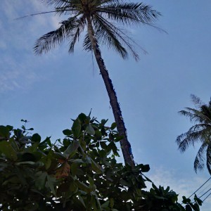 Cuba perhatikan selipar-selipar yang menghampiri puncak pokok... sangat tinggi.