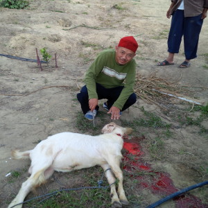 Sembelih Kambing Petang Tadi di AB
